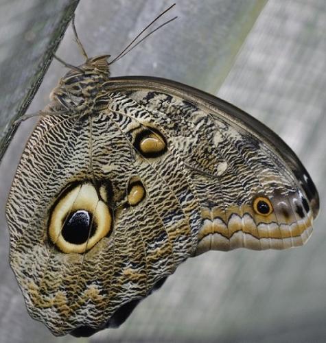 Réf. 234 764 : Caligo eurilochus
